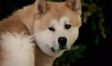 十月芥菜歇后语