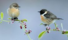 动物的英语谚语