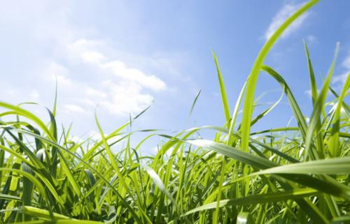 写春天草的诗句