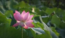 赞美荷花盛开的诗句