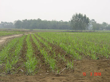 谢侯yu甘蔗出土