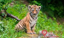 与虎相关歇后语