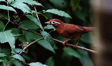 画眉鸟的比喻句