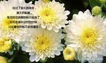 描写菊花的语句