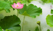 描写莲花的优美诗句