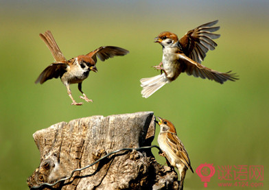 洞庭湖麻雀寓言词