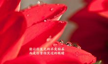 表达心情很好的句子