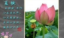 描写夏日荷花的诗句