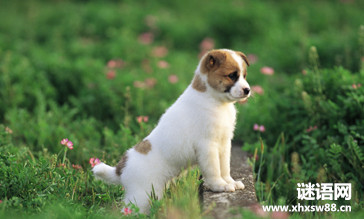 关于动物的英语谚语