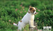 关于动物英语谚语