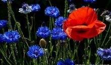 周末好心情句子