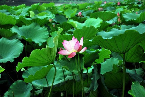 描写雨中荷花的诗