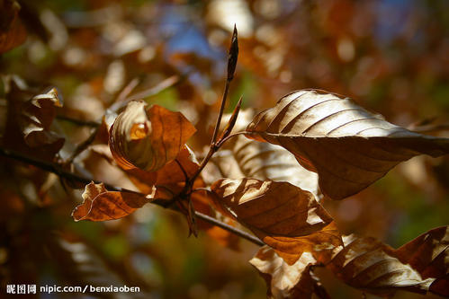 枯叶的寓言