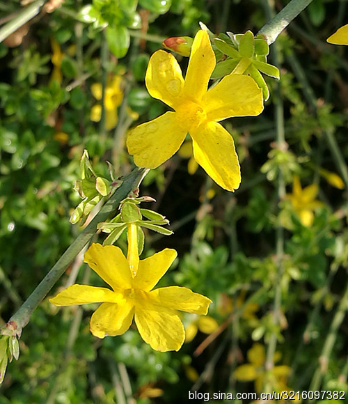 描述冬季茉莉花的寓言句子