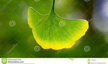 银杏树叶子比喻句