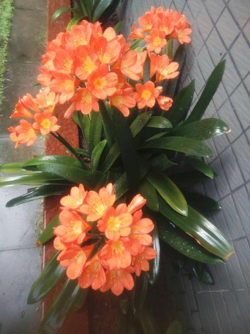 写出君子兰的隐喻