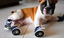 含有动物名的歇后语