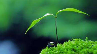 没有人真正渴望生活，却从不知道失落的滋味1