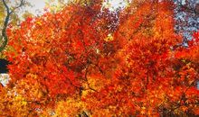 秋季祝福语大全