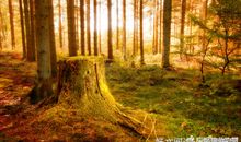 描写森林的优美段落