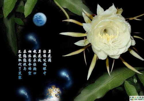 用顿悟写隐喻句