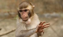 猴子的屁股歇后语