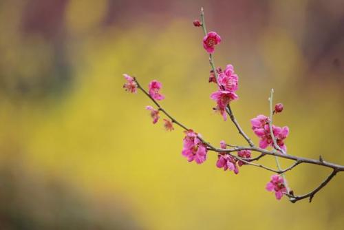 不受欢迎的诗歌