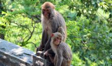 花果山的猴子歇后语