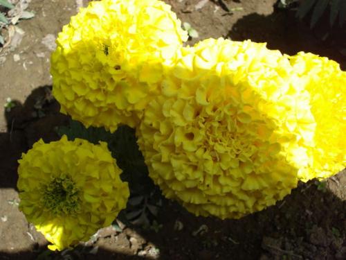 哀悼长者逝世的讯息