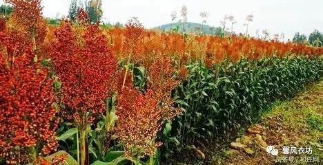 高粱是红色的，写有比喻的句子