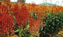 高粱红了写比喻句