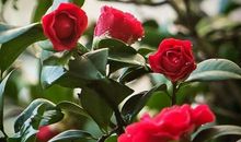 山茶花的比喻句