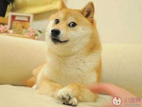 写拟人化的句子