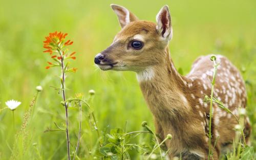 关于动物的谚语
