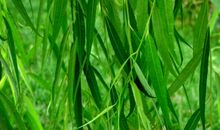 柳条比喻句大全