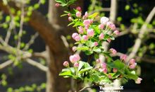 春天树的比喻句