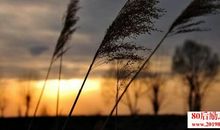 思念家乡的优美短句