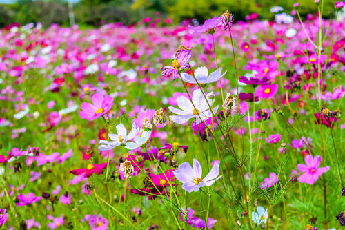 描述春天的花朵和植物的陈述