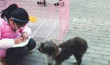 描写流浪狗的句子