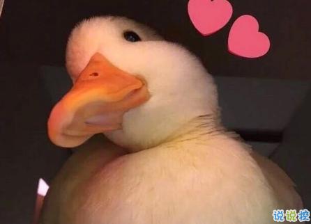 很甜蜜的朋友圈短话