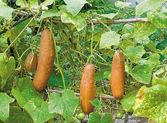 马婆打扮谢厚玉