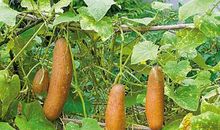 麻婆打扮歇后语