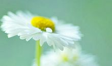 人生感悟的句子简短的：人生的冷暖取决于心灵的温度