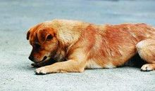 描写狗外形的句子