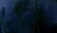 淡然一笑的个性签名