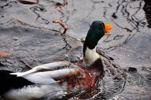 与麻雀有关的寓言
