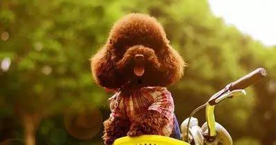 描述泰迪狗的句子