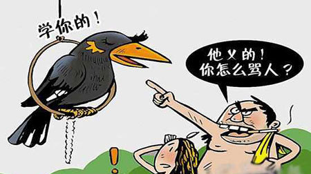 鹦鹉学习舌头过敏