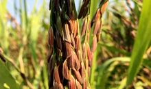 稻子熟了的比喻句