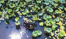 水上的浮萍歇后语